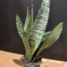 Sansevieria Zeylanica In 4 Inch Pot