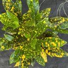 Croton Gold Star In 4 Inch Pot House Plant Indoor Outdoor