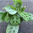 Maranta Leuconeura Kershoveana Maranta In 4 Inch Pot Maranta Green