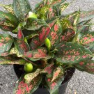 Aglaonema Narrow Spinel In 6 Inch Pot
