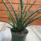 Sansevieria Fernwood Sansevieria Mikado In 6 Inch Inches Pot Live Air Purifying Plant