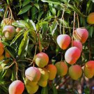 Ice Cream Mango Tree Grafted In 3 Gallons Pot No Ship To Hi