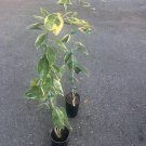 Variegated Minneola Tangelo Honeybell In Half Gallon Pot Florida Shipping Only