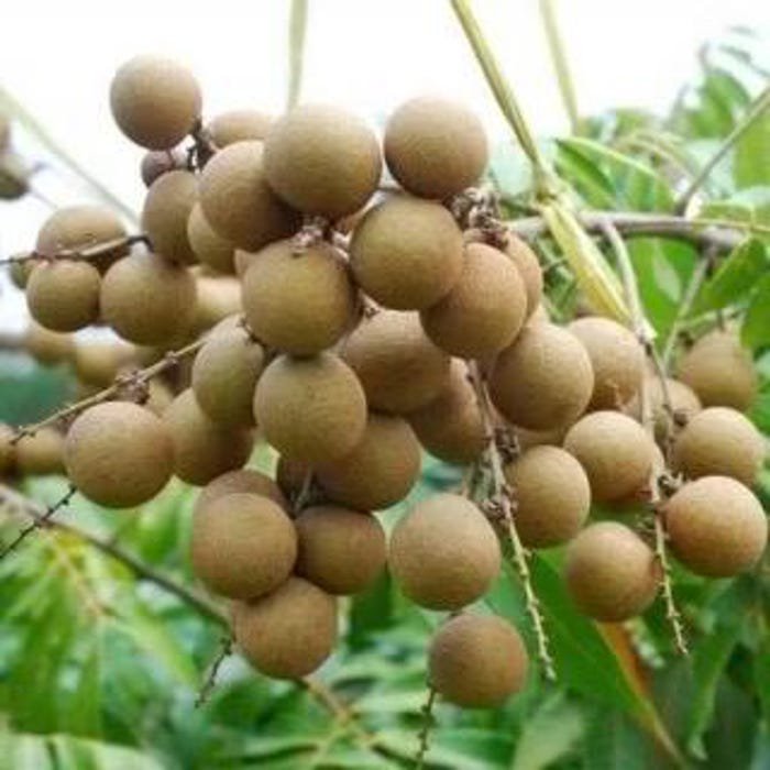 Large Kohala Longan In 1/2 Gallon Pot Air Layered Lengkeng Kelengkeng No Ship Ca
