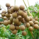 Large Kohala Longan In 1/2 Gallon Pot Air Layered Lengkeng Kelengkeng No Ship Ca