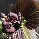 Tacca Chantrieri Bat Flower In 6 Inch Pot Black Bat Flower