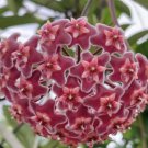 Hoya Pubicalyx Splash In 6 Inchpot