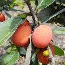 Imbe Garcinia Livingstonei In 4 Inch Or 6 Inch Pot African Mangosteen