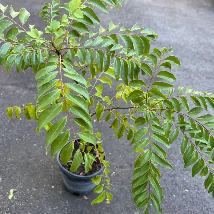 Curry Leaf Plant Murraya Koenigii In 6 Inch Pot No Ship To Ca Tx Az Al Or Hi