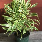Song Of India 6 Inch Pot Dracaena Reflexa
