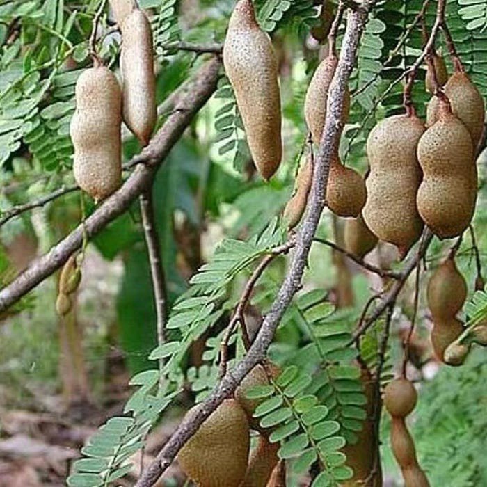 Large Tamarind Tree Tamarindus Indica In 3 Gallon Pot Pohon Asem