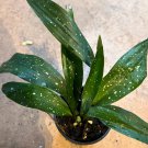 Aspidistra Elatior Milky Way In 4 Inch Pot Cast Ireon Plant