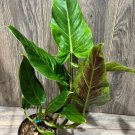 Philodendron Subhastatum In 4 Inch Pot