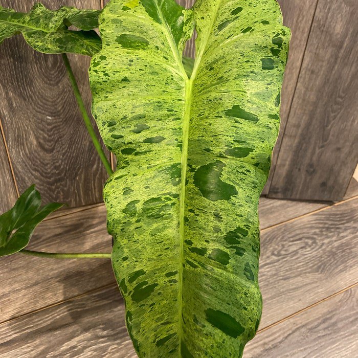 Philodendron Paraiso Verde In 4 Inch Pot Limited High Variegation