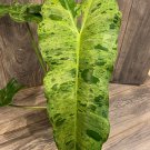 Philodendron Paraiso Verde In 4 Inch Pot Limited High Variegation