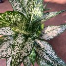 First Diamond Aglaonema White Aglanoema Osaka In 6 Inch Pot