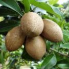 Mamey Sapote Magana In Half Gallon Pot