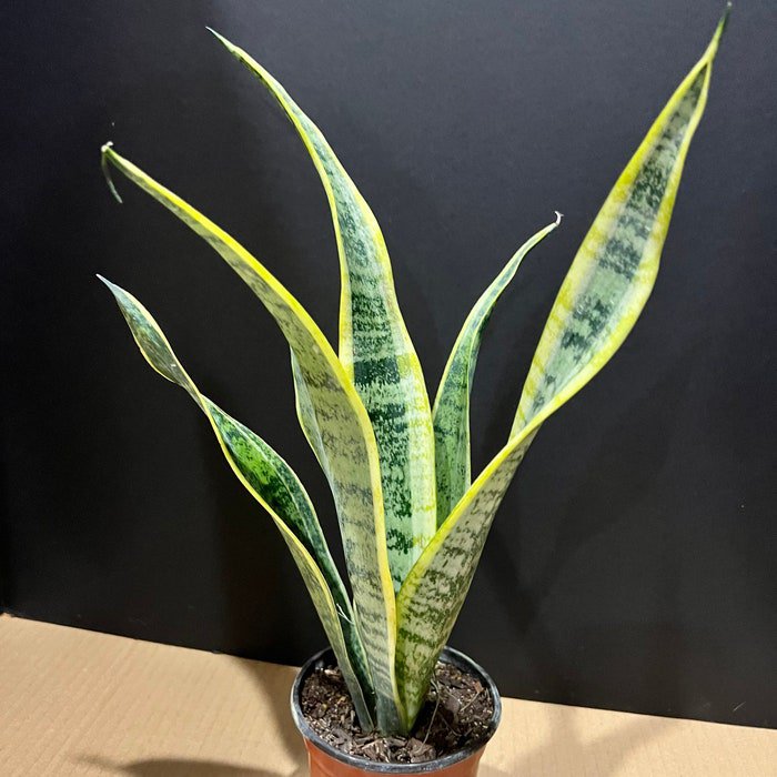 Sansevieria Laurentii In 4 Inch Pot
