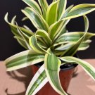 Song Of India 4 Inch Pot Dracaena Reflexa