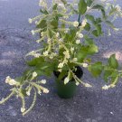 Large Aloysia Virgata Sweet Almond Bush In 10 Inch Pot