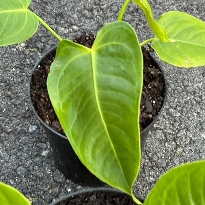 Anthurium Veitchii King Anthuriumin 5 Inch Pot