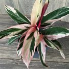 Calathea Stromanthe Inchtriostar Inch Variegated In 6 Inchpot Prayer Plant