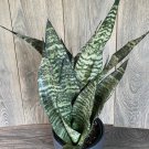 Large Sansevieria Futura Robusta In 6 Inch Pot