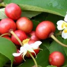 Muntingia Calabura Strawberry Tree In 6 Inch Pot Jamaican Strawberry Kersen