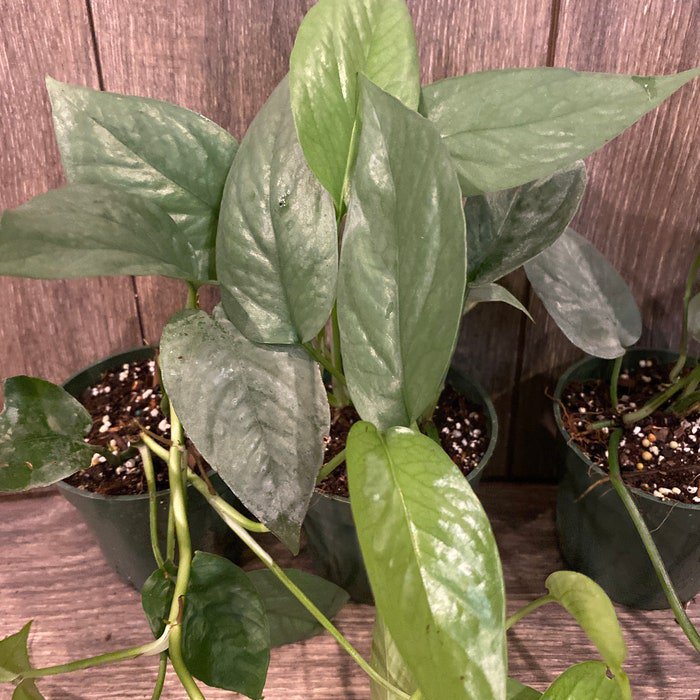 Cebu Blue In 4 Inch Pot Pothos