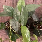 Cebu Blue In 4 Inch Pot Pothos