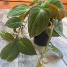 Philodendron Micans In 4 Inchpot