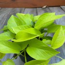 Neon Pothos In 6 Inch Pot Top Indoor Air Purifier