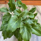 Philodendron Xanadu In 6 Inch Pot House Plant