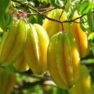Star Fruit Averrhoa Carambola Grafted In 3 Gallon Pot Kary Starfruit Kari No Ship To Hi
