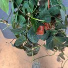 Large Philodendron Micans In 8 Inchhb