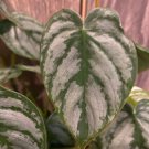 Rare Philodendron Inchbrandi Inch Philodendron Brandtianum In 6 Inch Pot