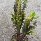 Trigona In 6 Inch African Milk Tree Cactus Succulent Live Plant