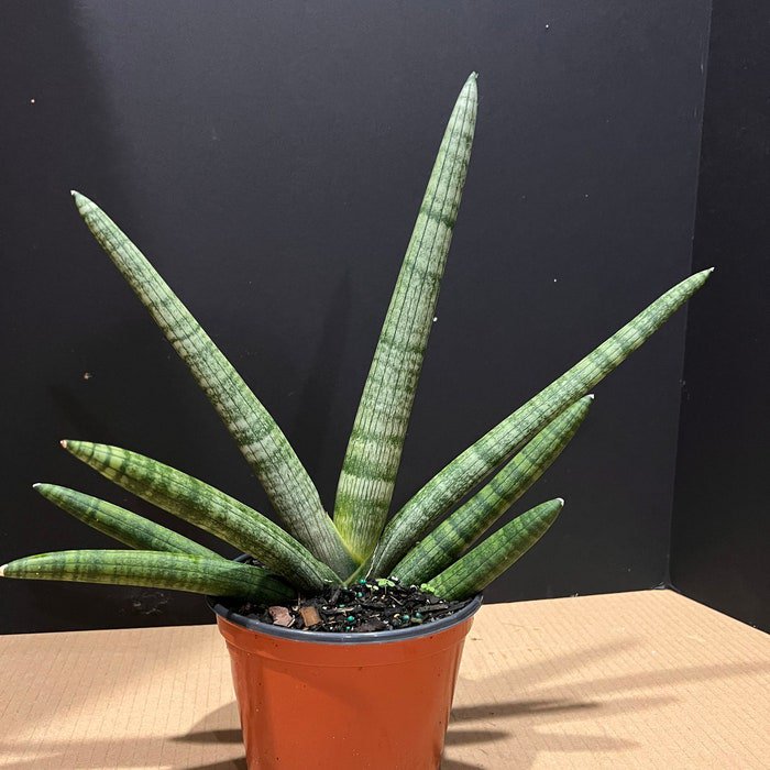Sansevieria Starfish In 4 Inch Pot Bonzel