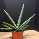Sansevieria Starfish In 4 Inch Pot Bonzel