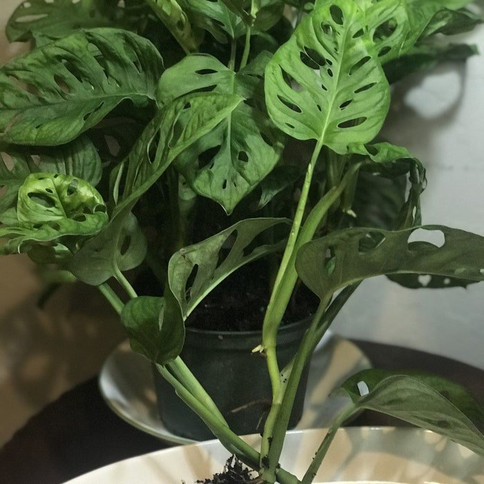 Monstera Adansonii One Or Two Well Rooted Starter Plants Cuttings