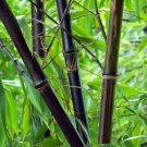 Black Asper Bamboo In 6 Inch Pot Bambu Hitam