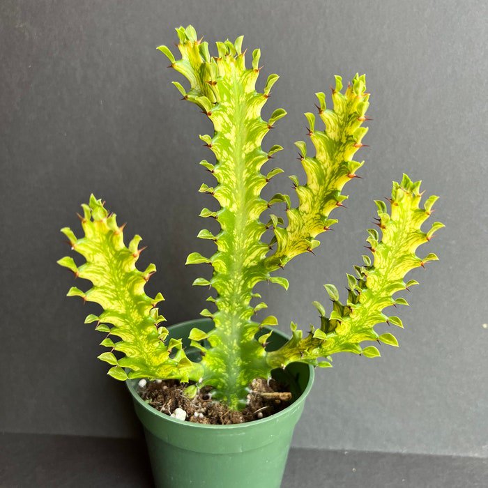 Euphorbia Lactea Variegated Dragon Bone In 4 Inch Pot Rare Cactus Succulent
