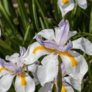 White African Iris Dietes Iridioides Fortnight Lily African Iris White In 6 Inch Pot