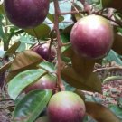 Large Caimito Purple Star Apple Chrysophyllum Caimito In 3 Gallon Pot Grafted No Ship To Ak And Hi