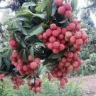 Mauritius Lychee Litchi Chinensis In 10 Inch Pot 3 To 4 Ft Tall Air Layered No Ship To Hi