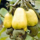 Large Yellow Cashew Plant In 10 Inch Pot Jambu Monyet