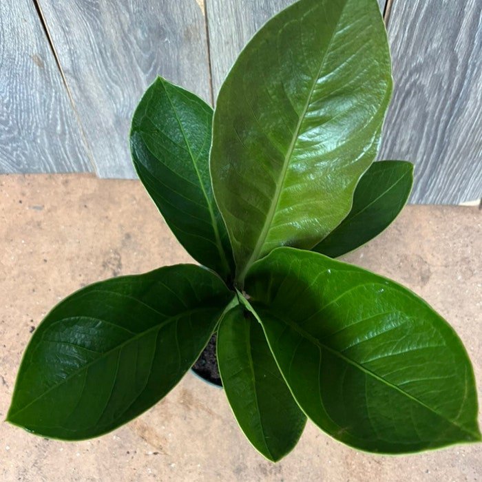 Large Anthurium Bonplandi Guayanum Anthurium Cobra In 6 Inch Pot