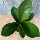 Large Anthurium Bonplandi Guayanum Anthurium Cobra In 6 Inch Pot