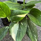 Monstera Standleyana Albo In 6 Inch Pot Philodendron Cobra