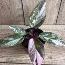 Philodendron Pink Princess Marble In 4 Inch Pot High Variegation